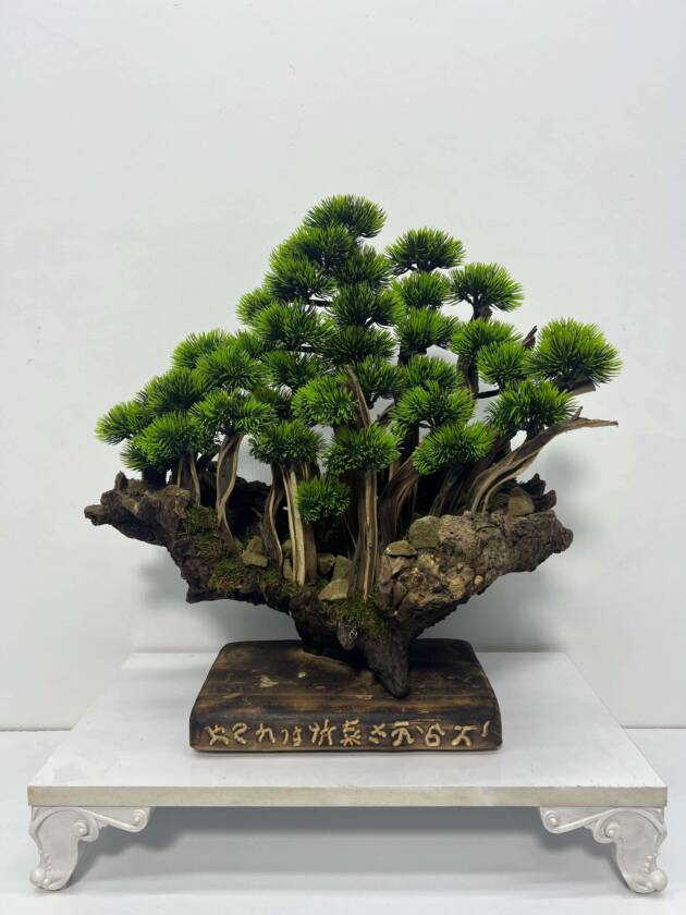 mini bonsai