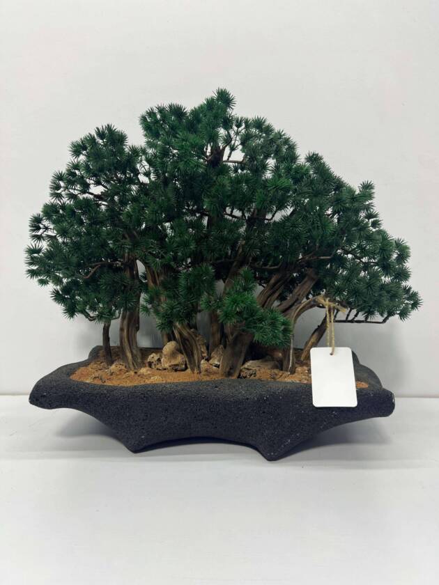 bonsai mini