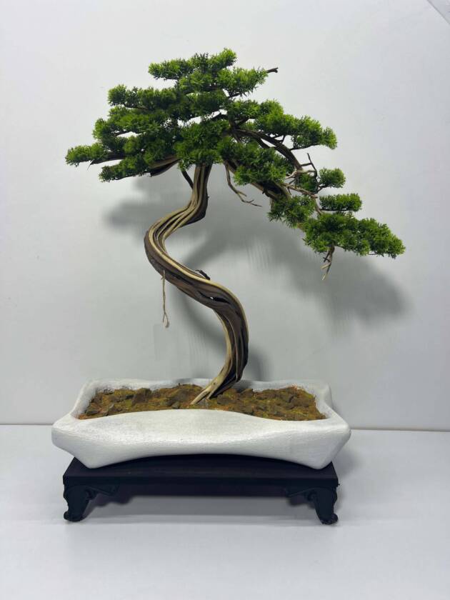 mini bonsai