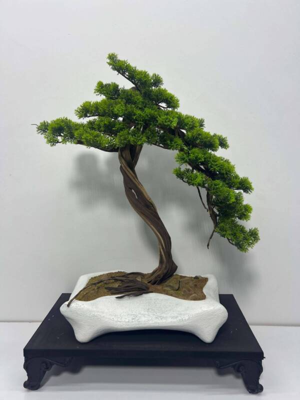 MİNİ BONSAİ