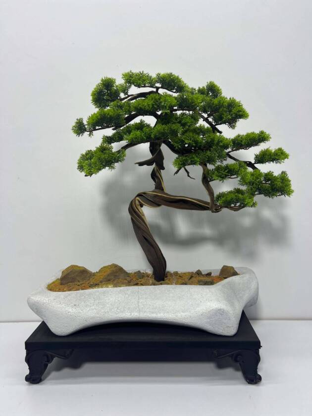 mini bonsai