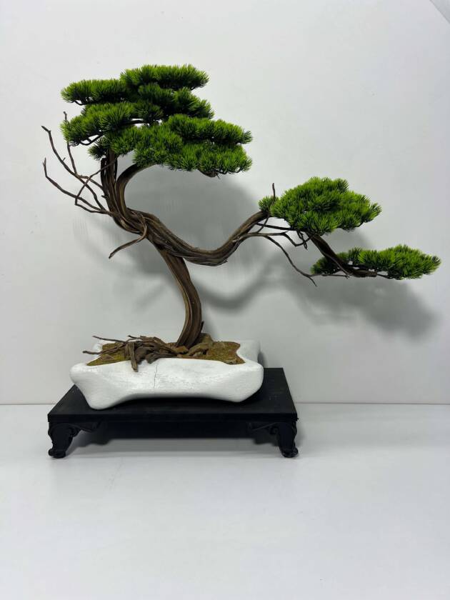 mini bonsai ağacı